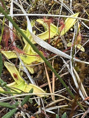 Common Butterwort
