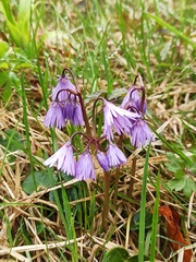 Soldanella carpatica