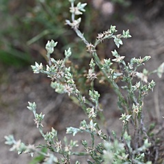 Logfia minima, photograph (c) Petr Harant, some rights reserved (CC BY)