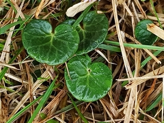 Soldanella carpatica