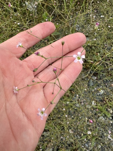 Gypsophila perfoliata, photograph 6