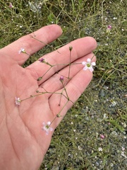 Gypsophila perfoliata, photograph (c) Алёна Осипова, some rights reserved (CC BY)