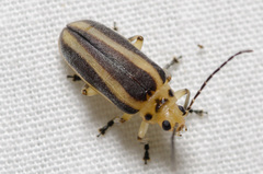 Derospidea brevicollis