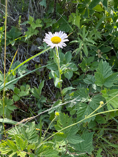 Erigeron peregrinus, photograph 6