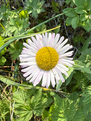 Erigeron peregrinus, photograph (c) Ingvild Riska, some rights reserved (CC BY)