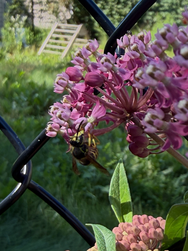 Aerial Yellowjackets