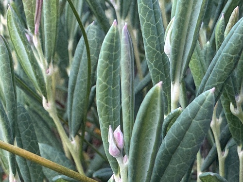 Wild Rosemary