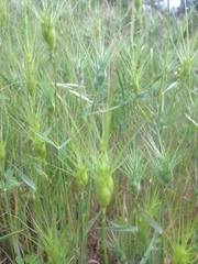 Aegilops