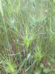 Aegilops