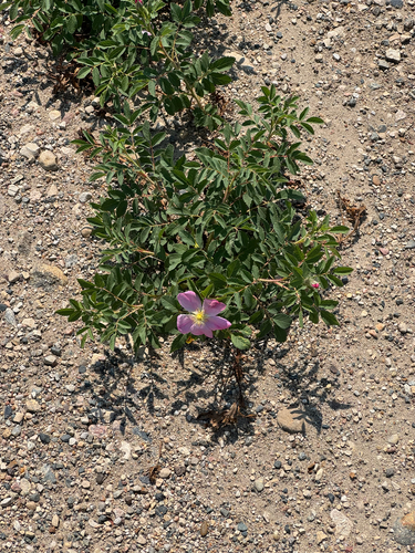 prairie rose
