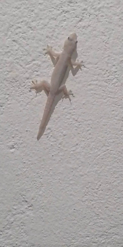Asian House Gecko (Hemidactylus frenatus)