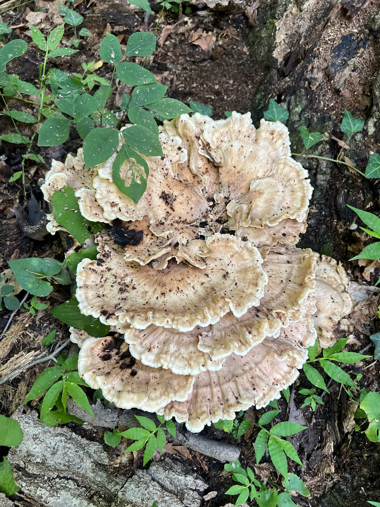 Black-staining Polypore · August 2026 · photo: Photo: no rights reserved · iNaturalist