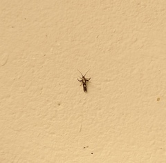 Eretmocera impactella