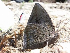 Polygrapha xenocrates