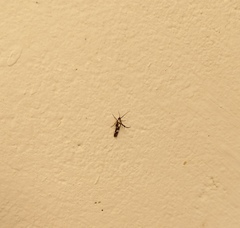 Eretmocera impactella