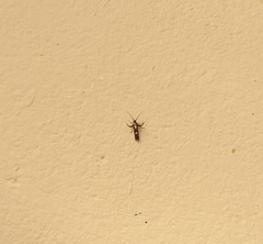 Eretmocera impactella