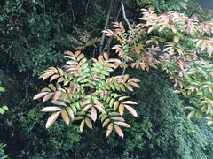 Meliosma rhoifolia