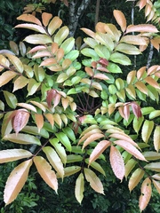 Meliosma rhoifolia