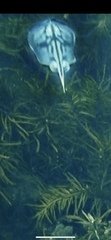 Urolophus cruciatus