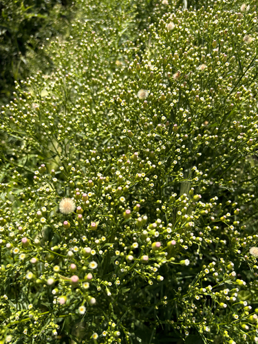 horseweed