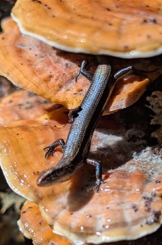 Lampropholis delicata observed 2026-08-06
