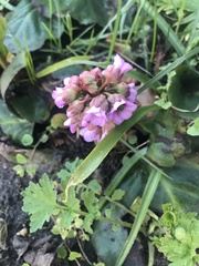 Bergenia