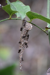 Ropalidia gracilenta