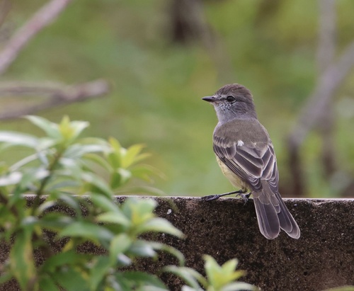 Northern Scrub Flycatcher (Sublegatus arenarum), photo 5