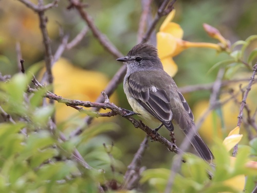 Northern Scrub Flycatcher (Sublegatus arenarum), photo 6