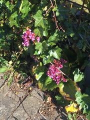 Bergenia crassifolia