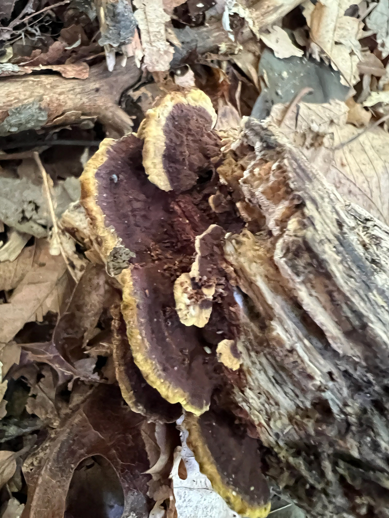 Mustard Yellow Polypore · August 2026 · photo: Photo: no rights reserved · iNaturalist