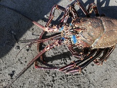 Panulirus penicillatus