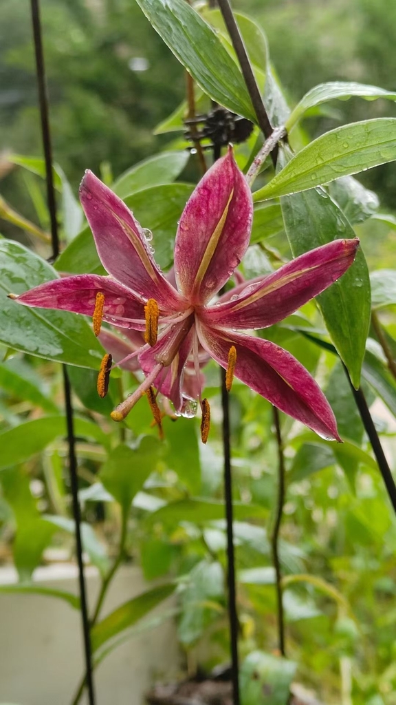 Lilium eupetes