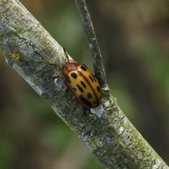 Chrysomela texana