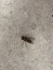 Episyrphus balteatus