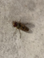 Episyrphus balteatus