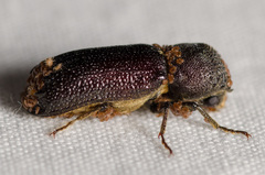 Amphicerus cornutus