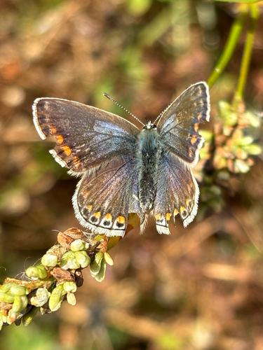 Common blue