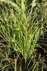 Carex bohemica