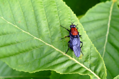 Clitellaria ephippium