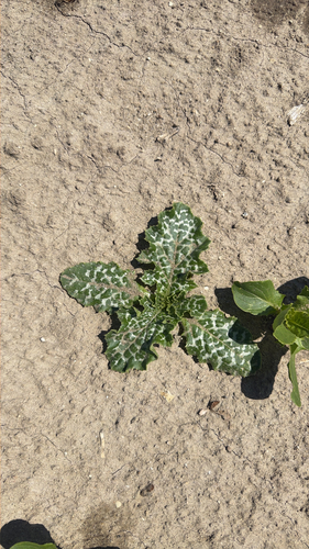 milk thistle