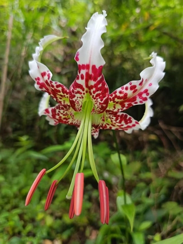 Lilium speciosum gloriosoides