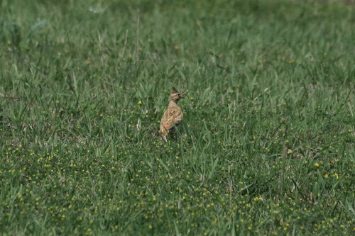 Crested Lark