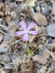 Eudianthe coeli-rosa