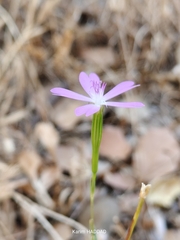 Eudianthe coeli-rosa, photograph (c) Karim Haddad, some rights reserved (CC BY)