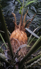 Cycas circinalis