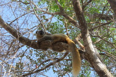 Eulemur rufifrons