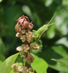Neorthacris