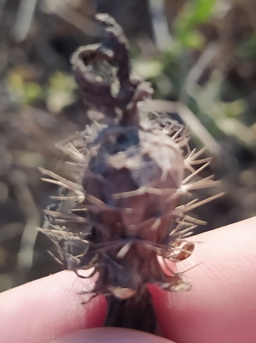 Centaurea sphaerocephala