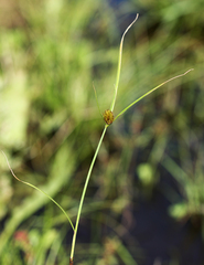 Carex bohemica